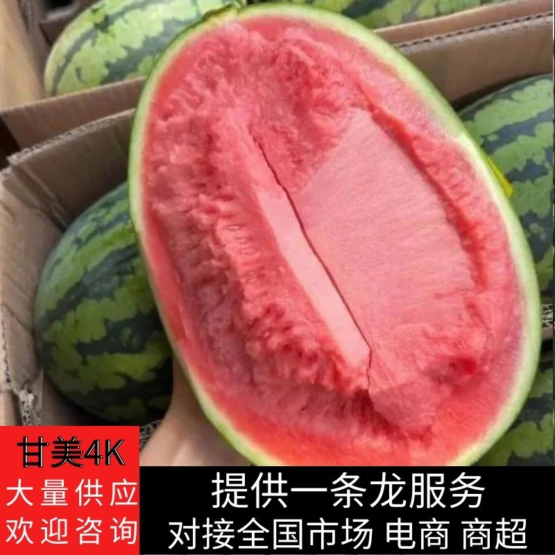 【甘美4K西瓜】陕西蒲城甘美4K包熟包甜大量供应