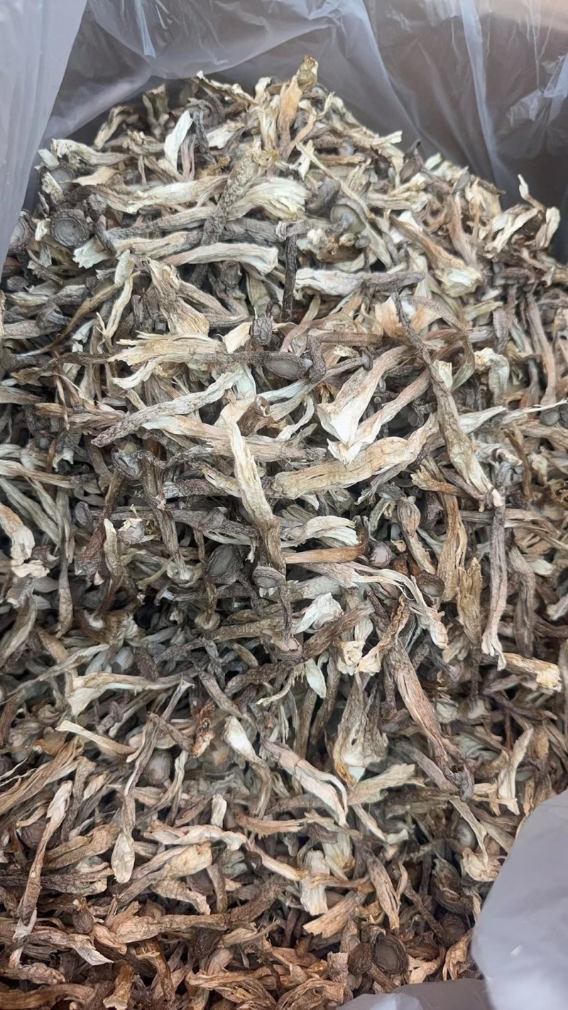 安徽精品鹿茸菇质量保证品种纯正假一赔十