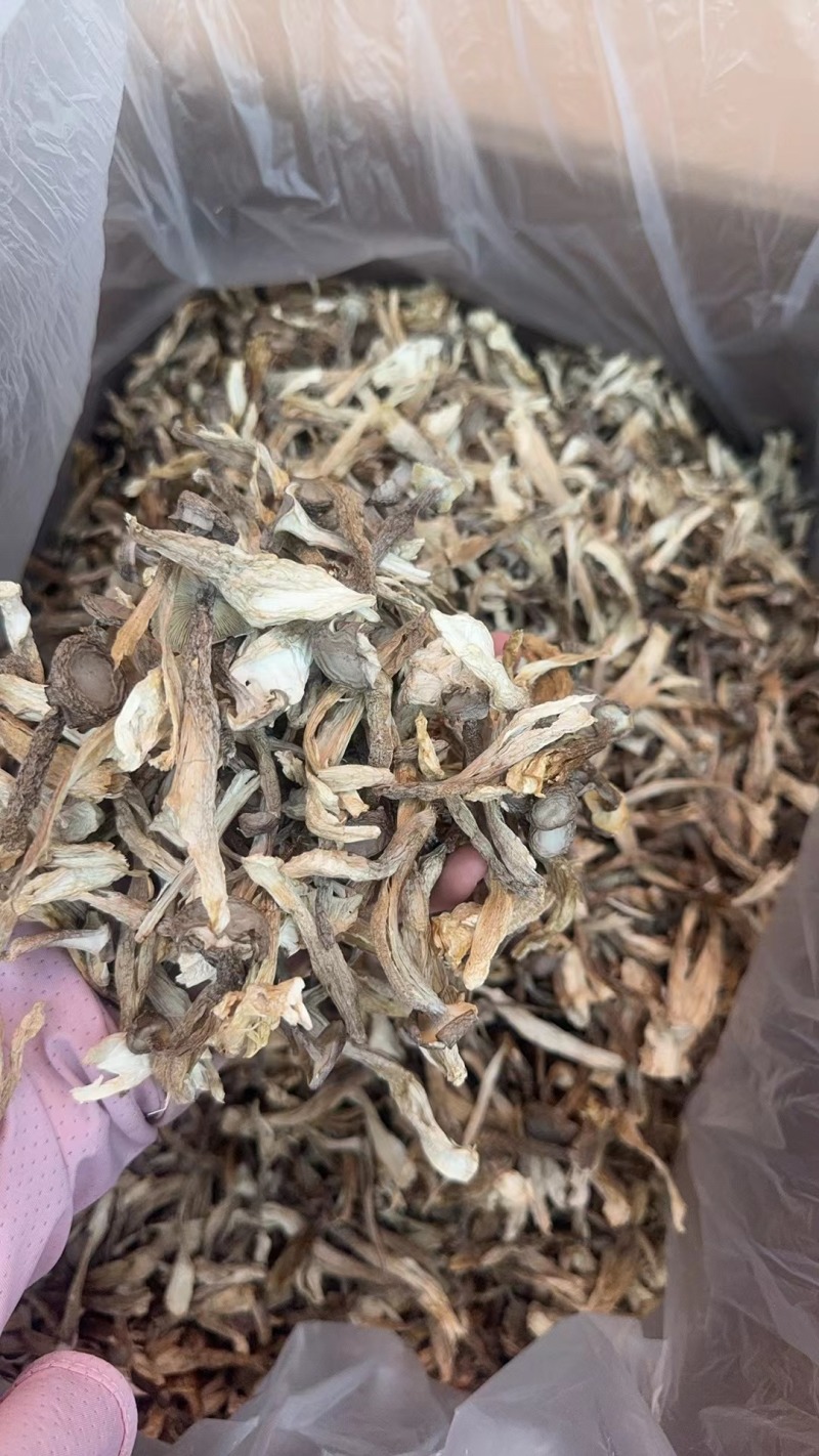 安徽精品鹿茸菇质量保证品种纯正假一赔十