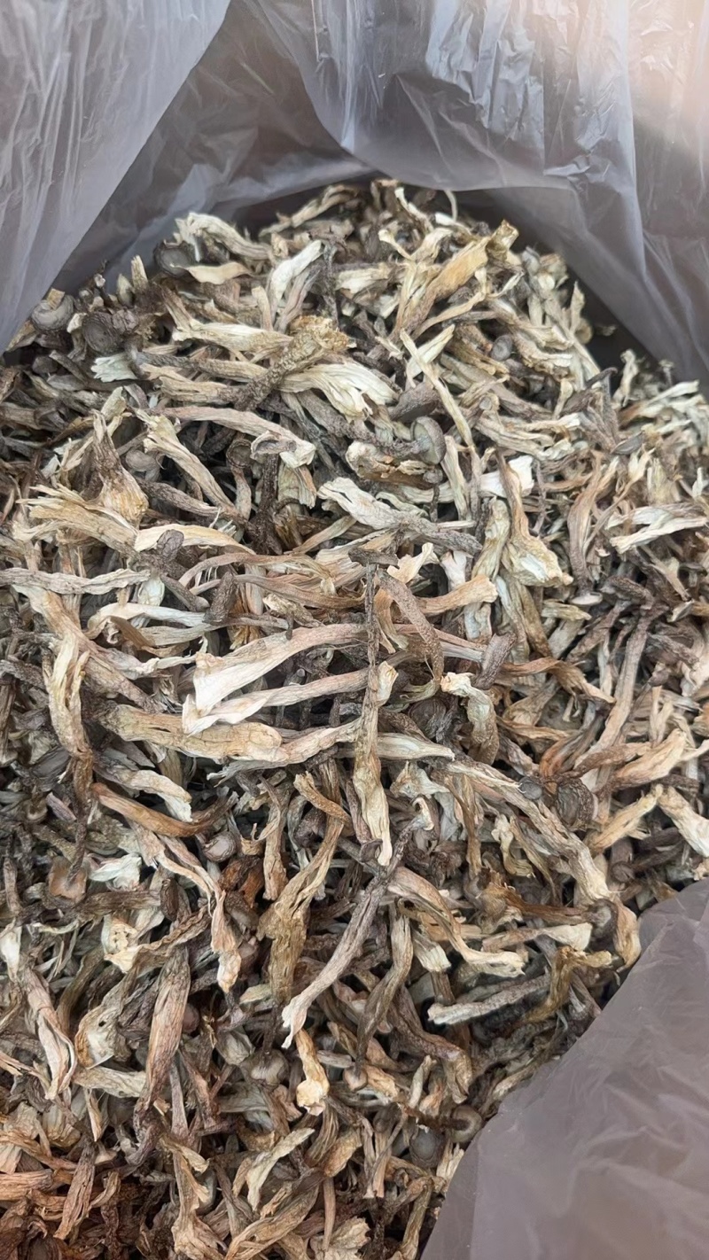 安徽精品鹿茸菇质量保证品种纯正假一赔十