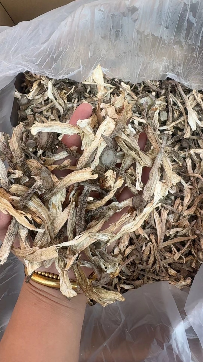 安徽精品鹿茸菇质量保证品种纯正假一赔十