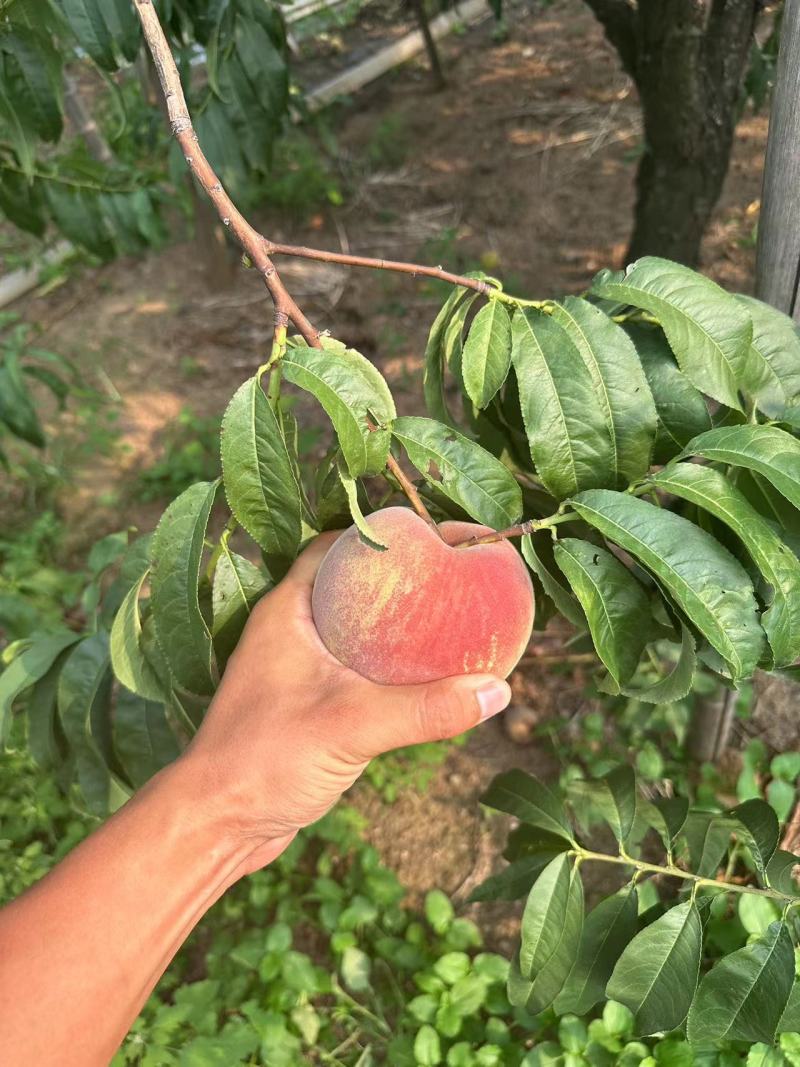山东青州大离核蜜桃全红蜜秋彤大老板二老板大叶蜜桃