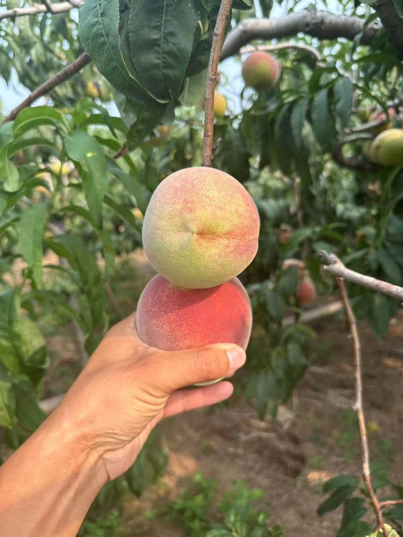 山东青州大离核蜜桃全红蜜秋彤大老板二老板大叶蜜桃