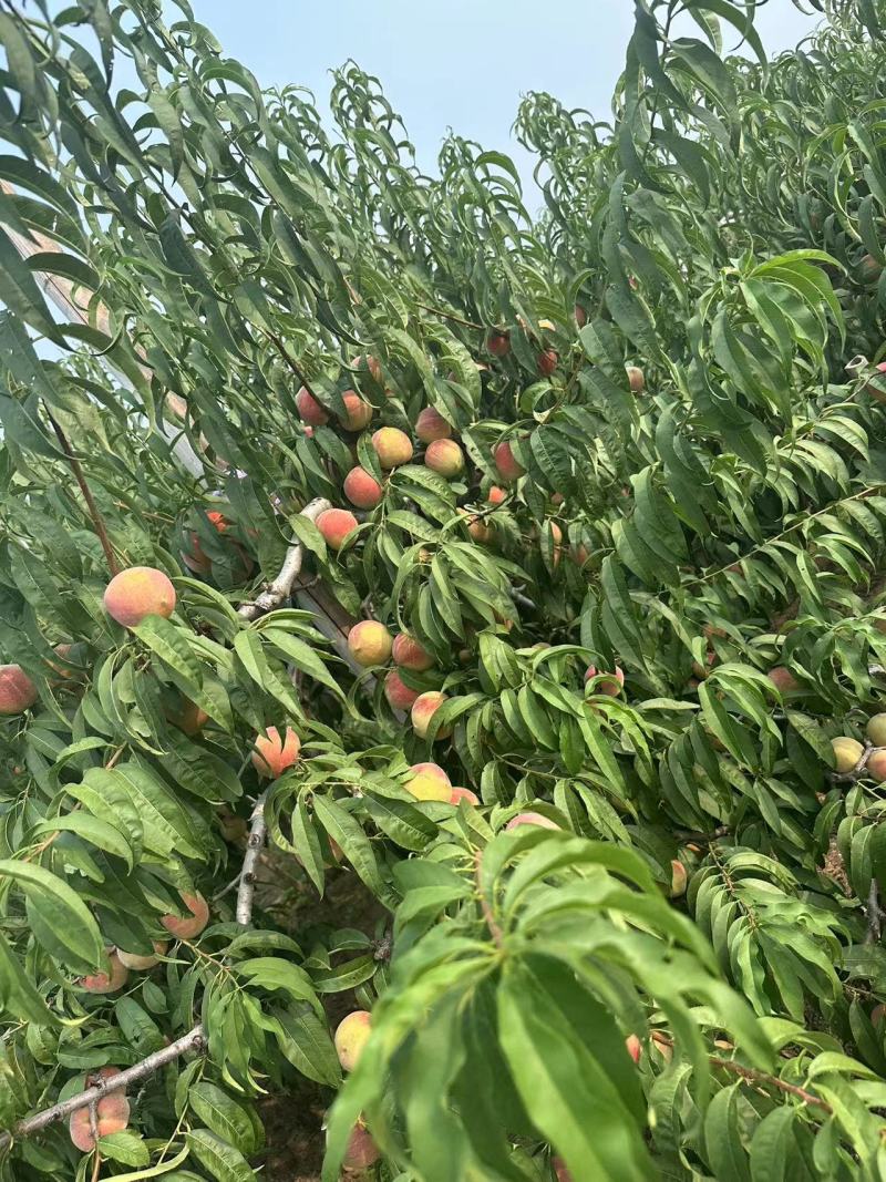 山东青州大离核蜜桃全红蜜秋彤大老板二老板大叶蜜桃