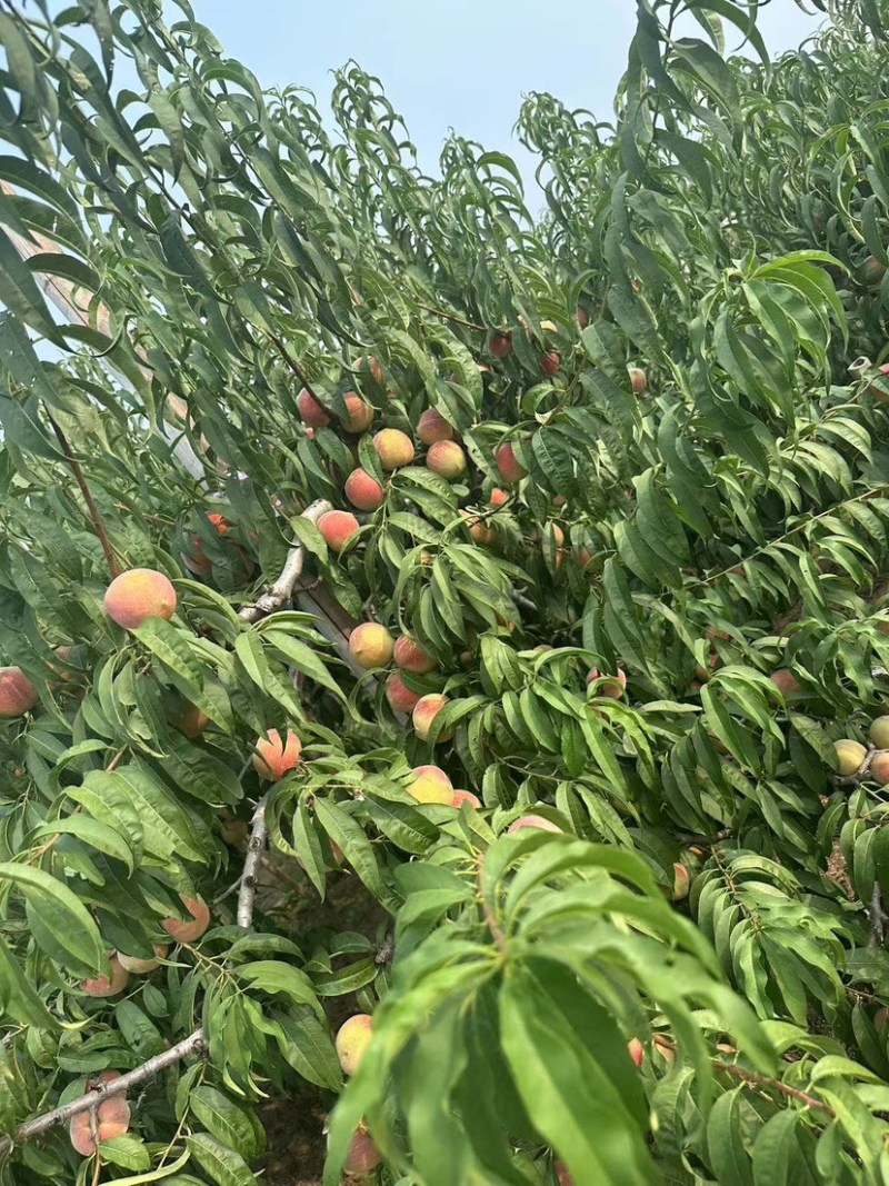 山东青州大离核蜜桃全红蜜秋彤大老板二老板大叶蜜桃