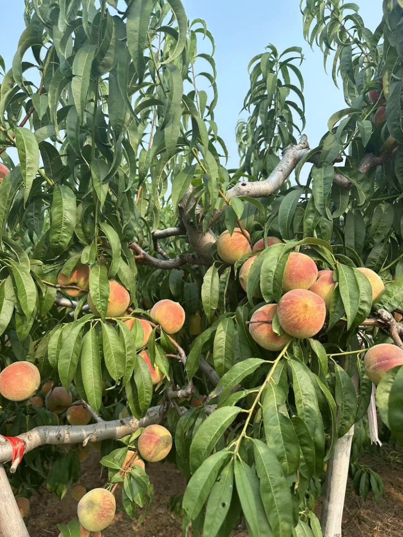山东青州大离核蜜桃全红蜜秋彤大老板二老板大叶蜜桃