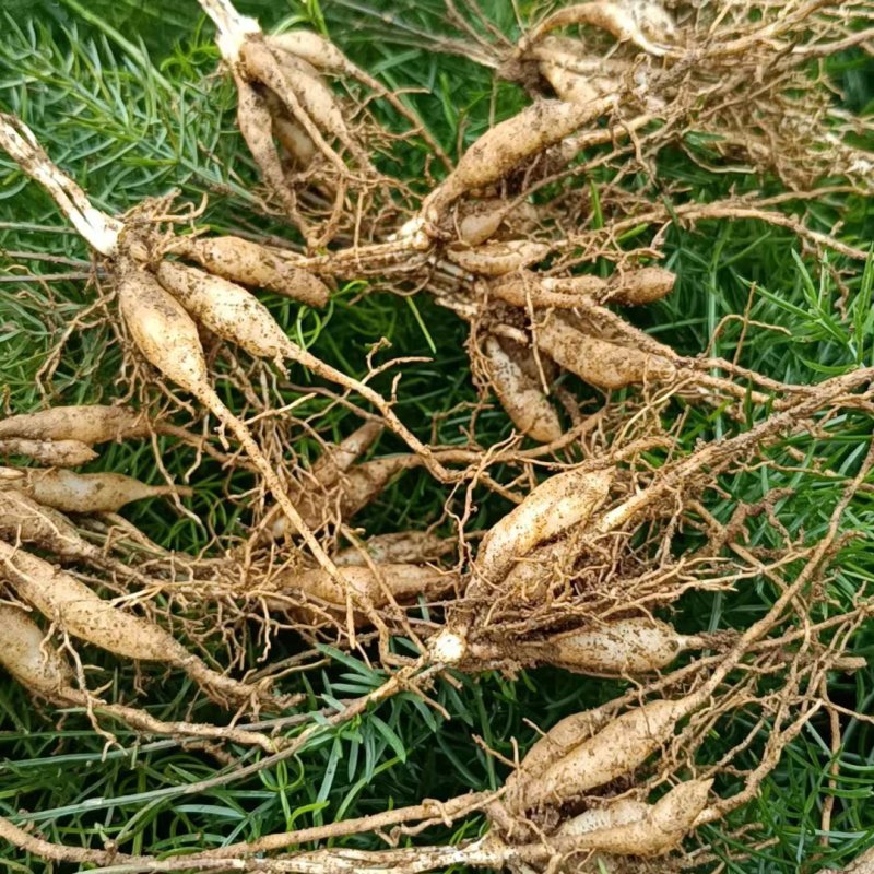 大量优质大天冬苗，质量保证，场地直发，成活率高，起苗中