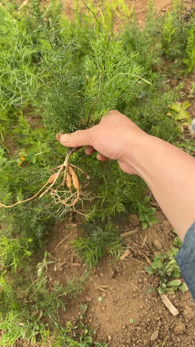 大量优质大天冬苗，质量保证，场地直发，成活率高，起苗中