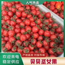 贝贝圣女果小番茄对接全国市场量大从优可视频看货
