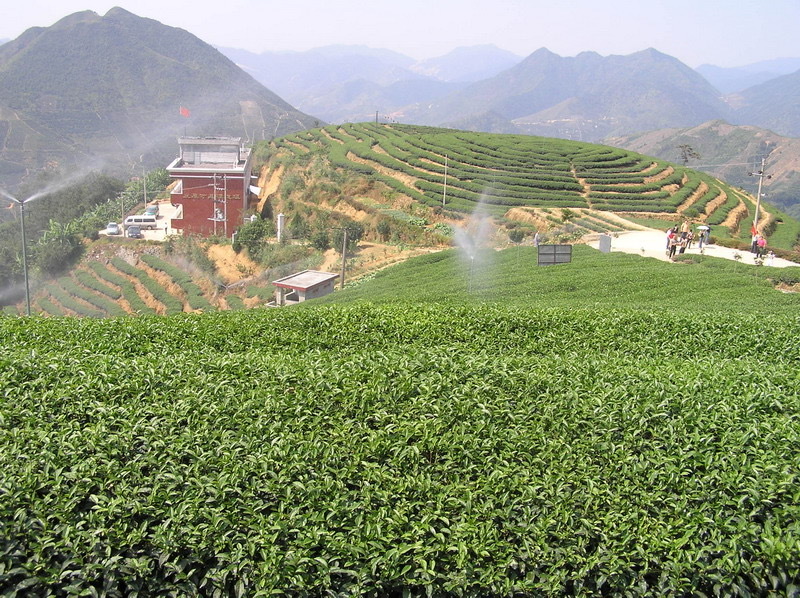 福建漳州平和白芽奇兰茶茶香浓郁回甘悠长茶香润喉欢迎订购