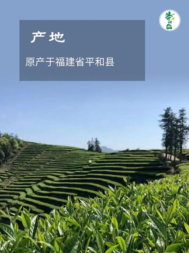 福建漳州平和白芽奇兰茶茶香浓郁回甘悠长茶香润喉欢迎订购