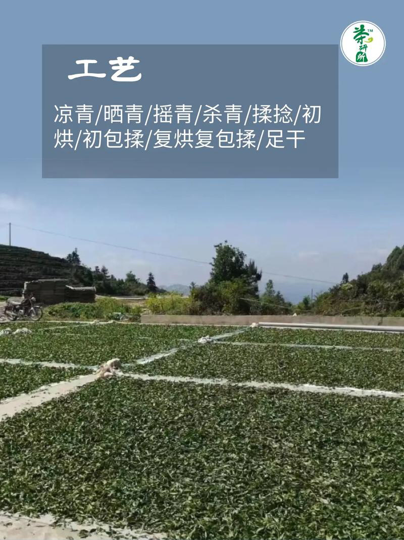 福建漳州平和白芽奇兰茶茶香浓郁回甘悠长茶香润喉欢迎订购