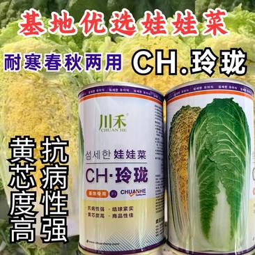 CH玲珑娃娃菜种子黄心早熟抗病耐寒耐抽苔娃娃菜种