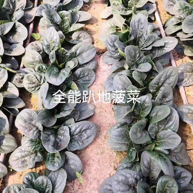 趴地菠菜种子耐热耐寒短梗圆叶黑绿油亮高抗霜霉病