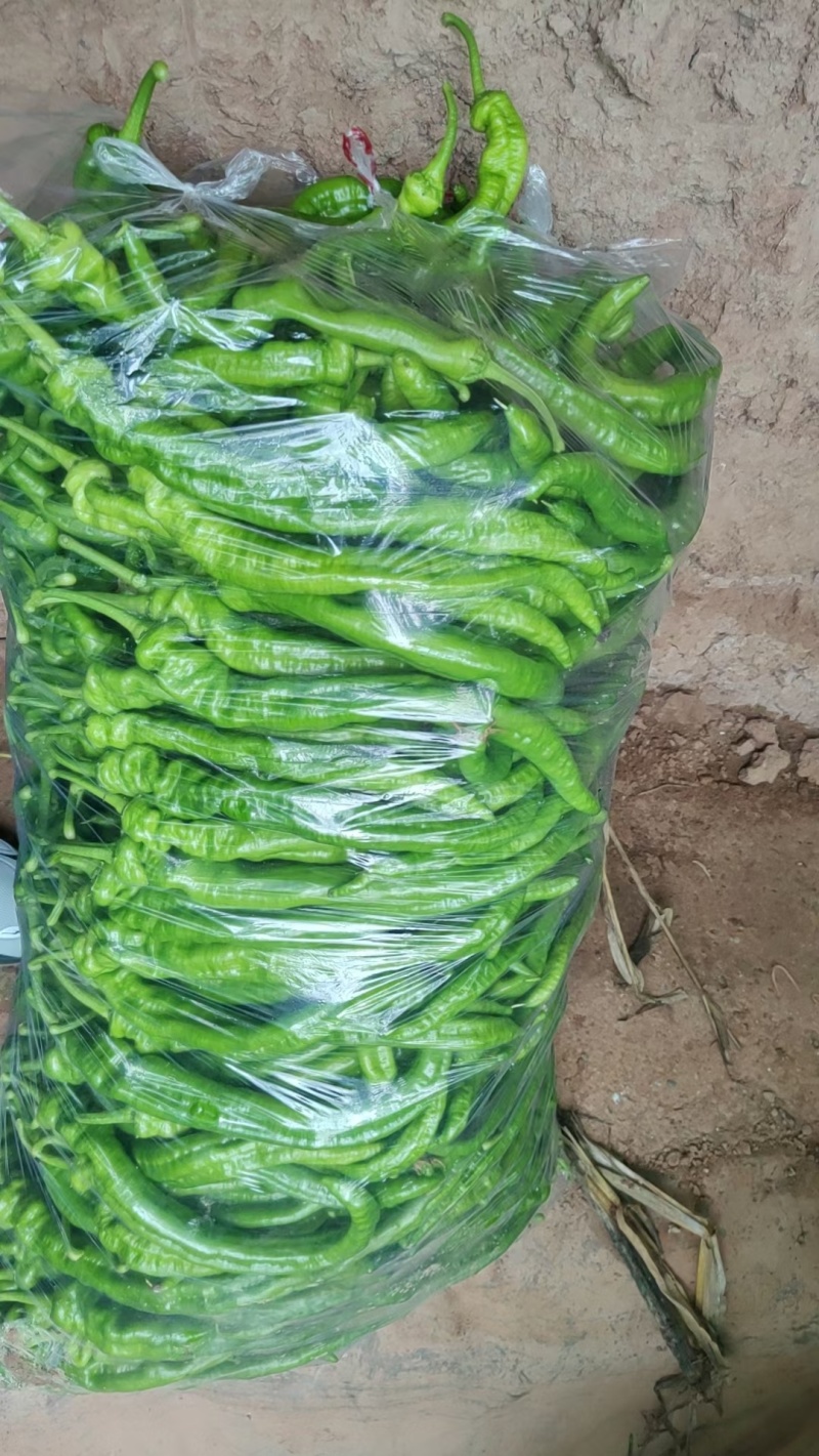 青辣椒螺丝椒泡椒黄皮辣椒甘肃产地供货电商货精品货
