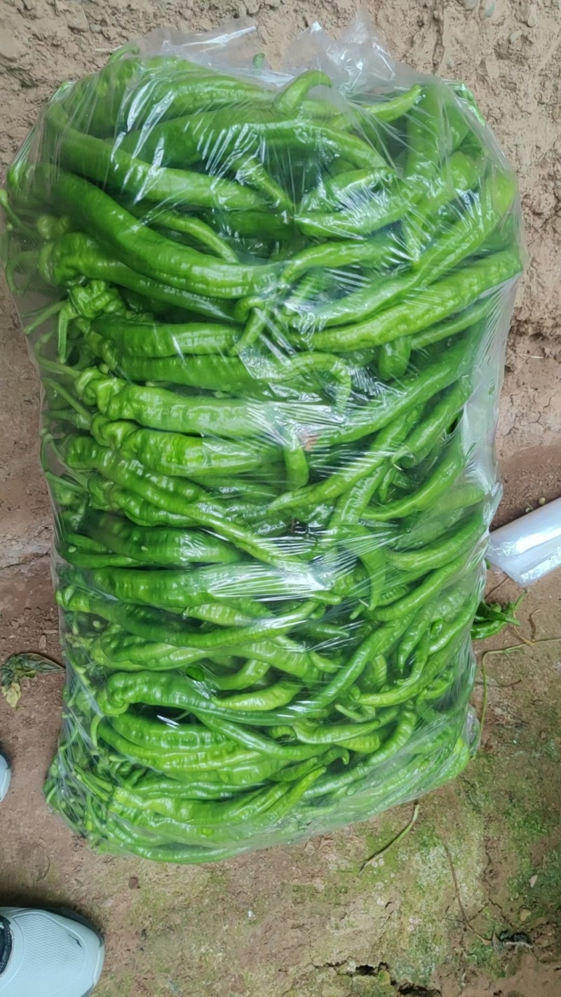 青辣椒螺丝椒泡椒黄皮辣椒甘肃产地供货电商货精品货