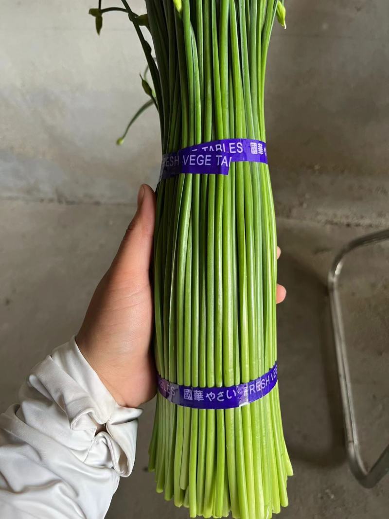 山东梁山精品韭苔产地直发品质包装诚信合作欢迎客商来电