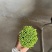 山东梁山精品韭苔产地直发品质包装诚信合作欢迎客商来电