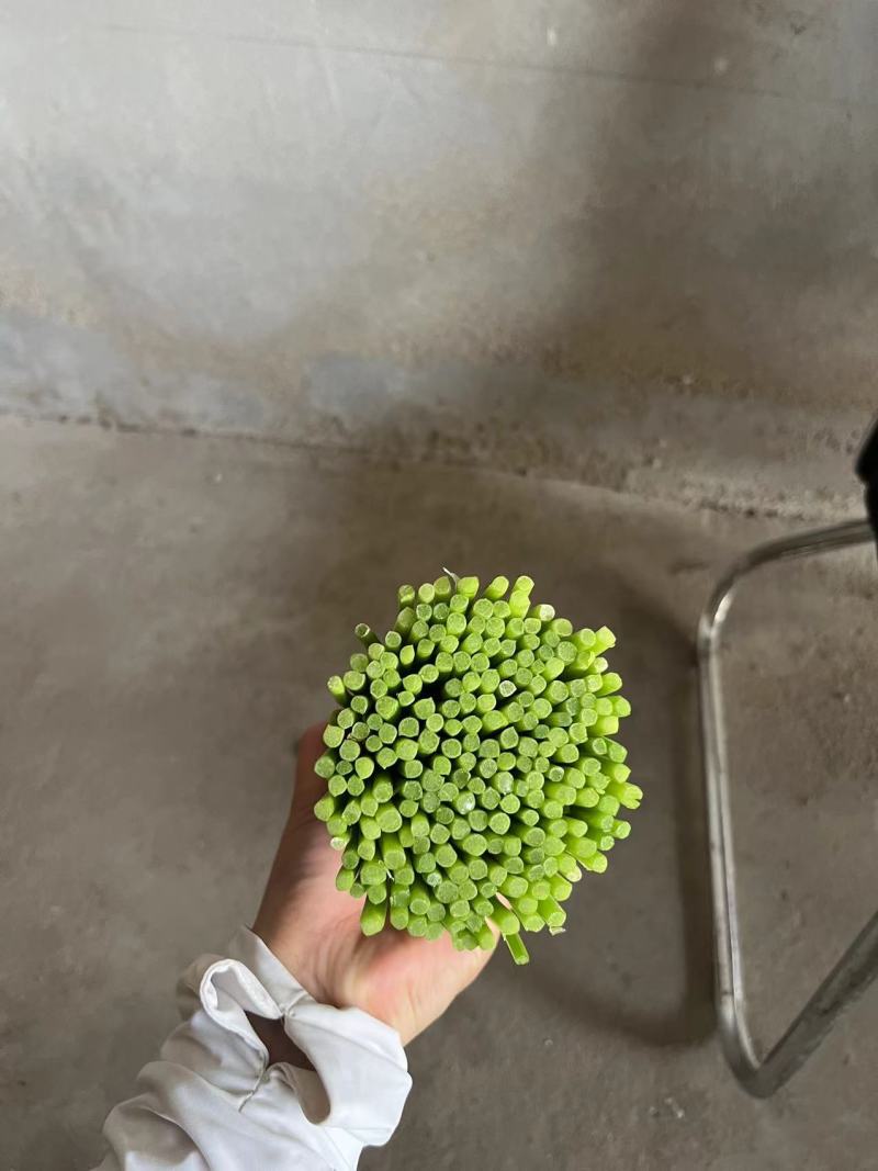 山东梁山精品韭苔产地直发品质包装诚信合作欢迎客商来电
