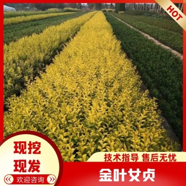 金叶女贞绿化苗，专做绿化工程规格齐全基地批发