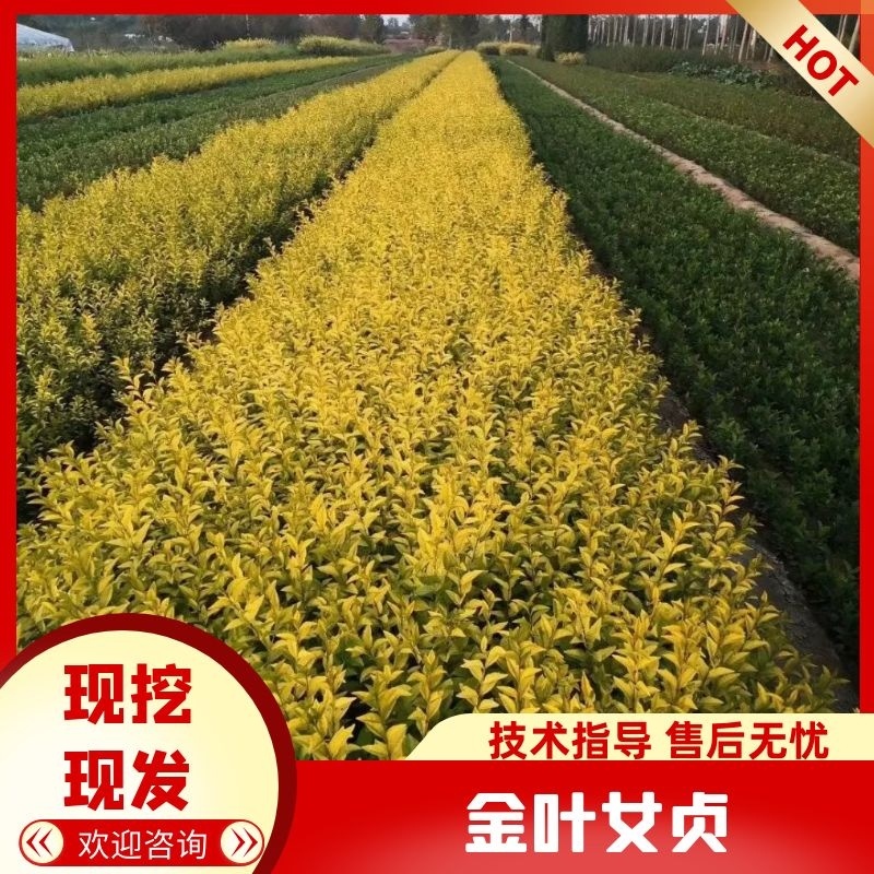 金叶女贞绿化苗，专做绿化工程规格齐全基地批发