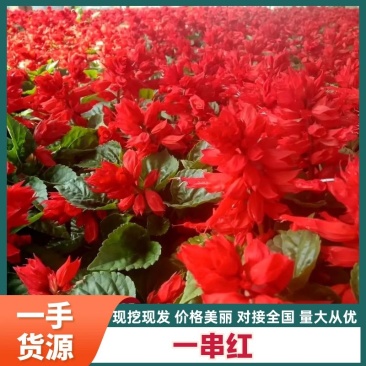 【精品】一串红，又名爆仗红，象牙红，基地直供质优价廉。