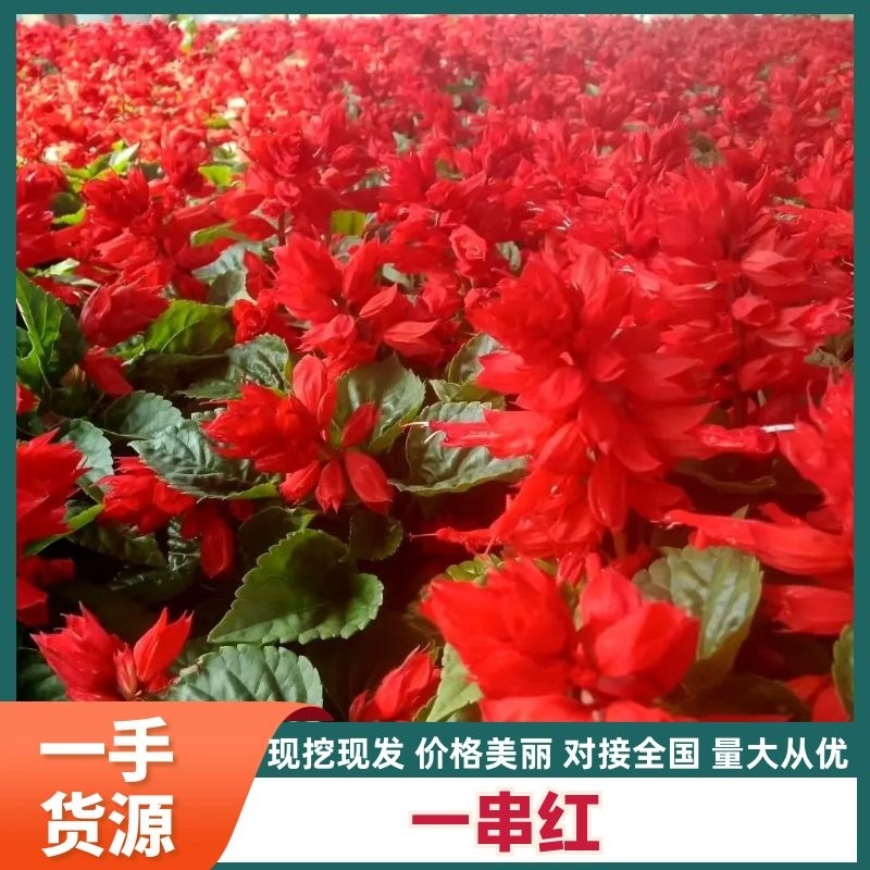 【精品】一串红，又名爆仗红，象牙红，基地直供质优价廉。