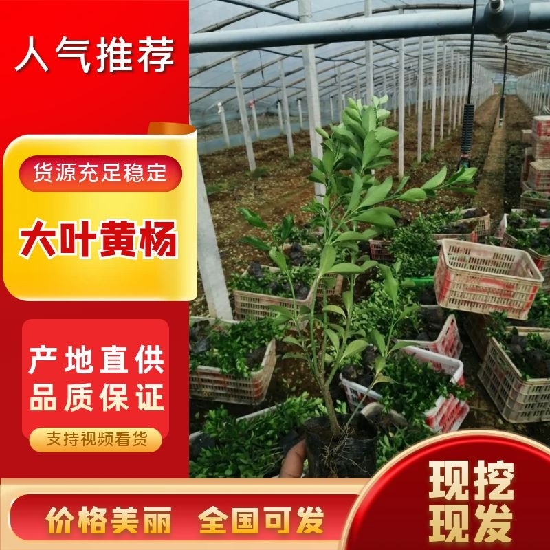 【精品】大叶黄杨，四季常青，基地直发，欢迎选购