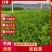 【精品】连翘苗绿化苗木易养护基地直发量大从优