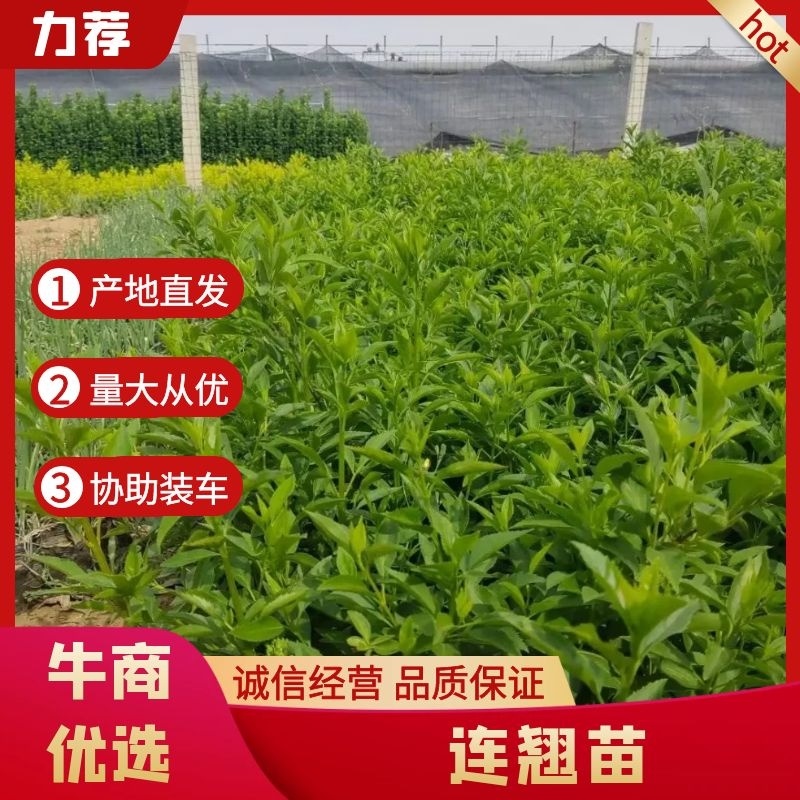 【精品】连翘苗绿化苗木易养护基地直发量大从优