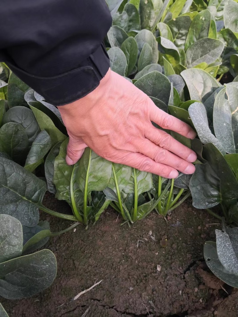 黑麒麟菠菜种子2斤原装叶大肥厚叶色翠绿抗病基地