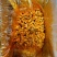 腾晖五香块腌制酱菜咸菜萝卜块下饭菜整箱8斤商用小菜白萝卜