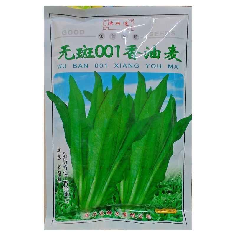 无斑001香油麦菜种子早熟耐热香脆爽口抗病基地种