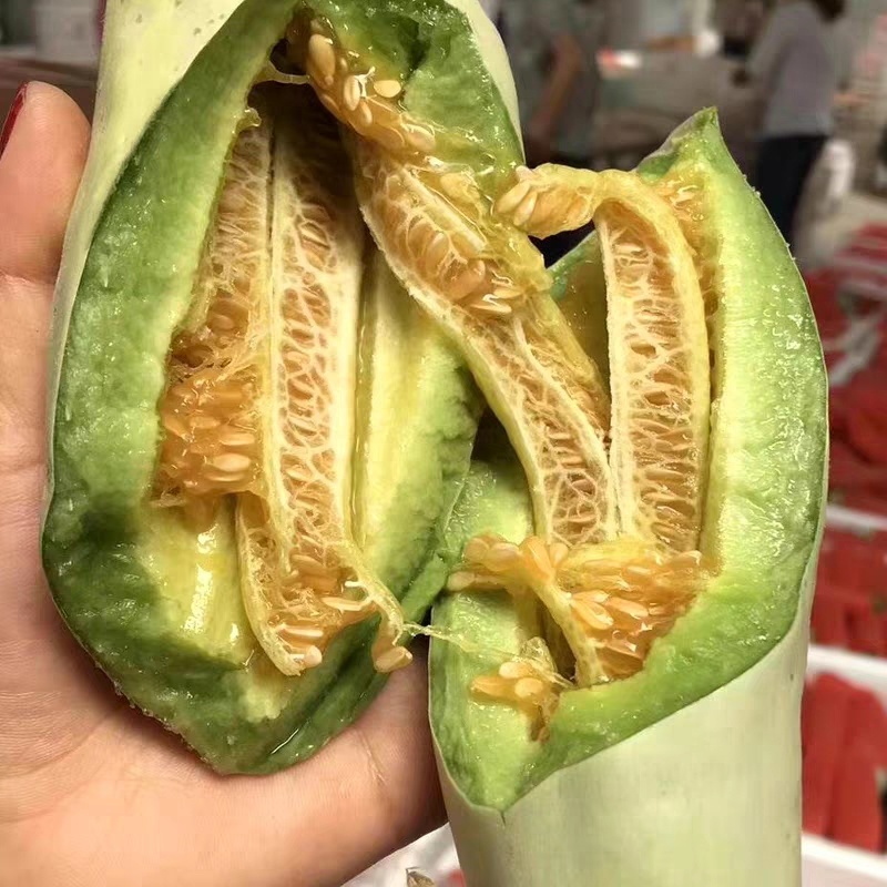 粒尔田羊角蜜甜瓜种子肉质酥脆香味浓郁早熟坐果多