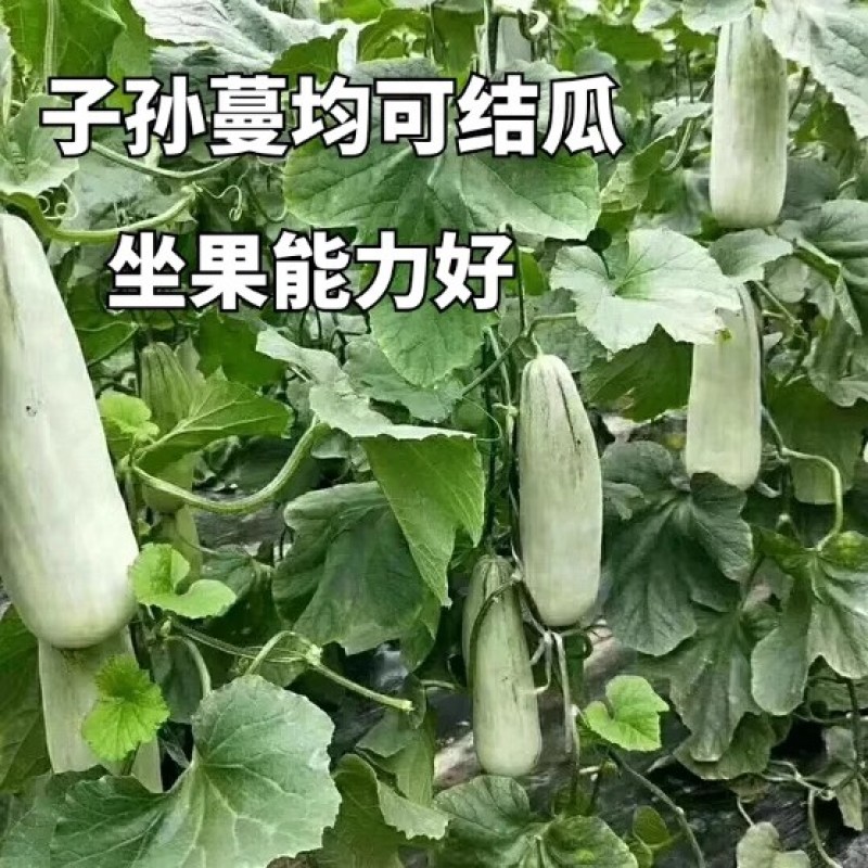 粒尔田羊角蜜甜瓜种子肉质酥脆香味浓郁早熟坐果多