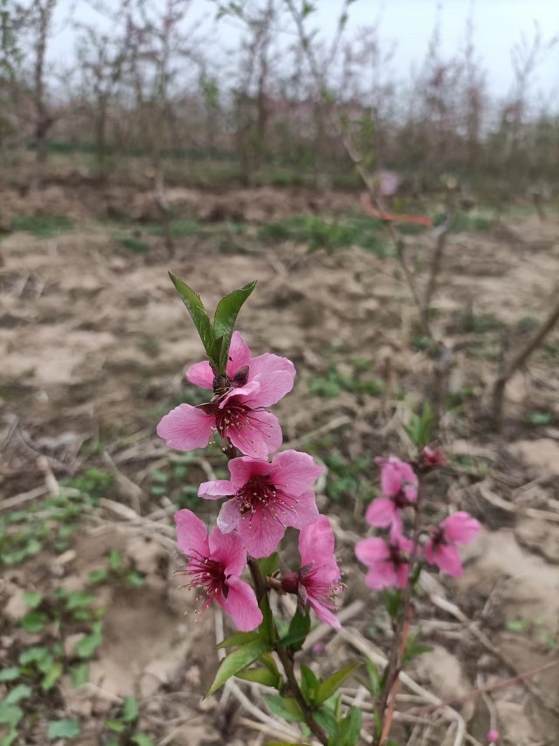 桃树苗，中油丹玉基地供应50起批价格优惠欢迎咨询采购