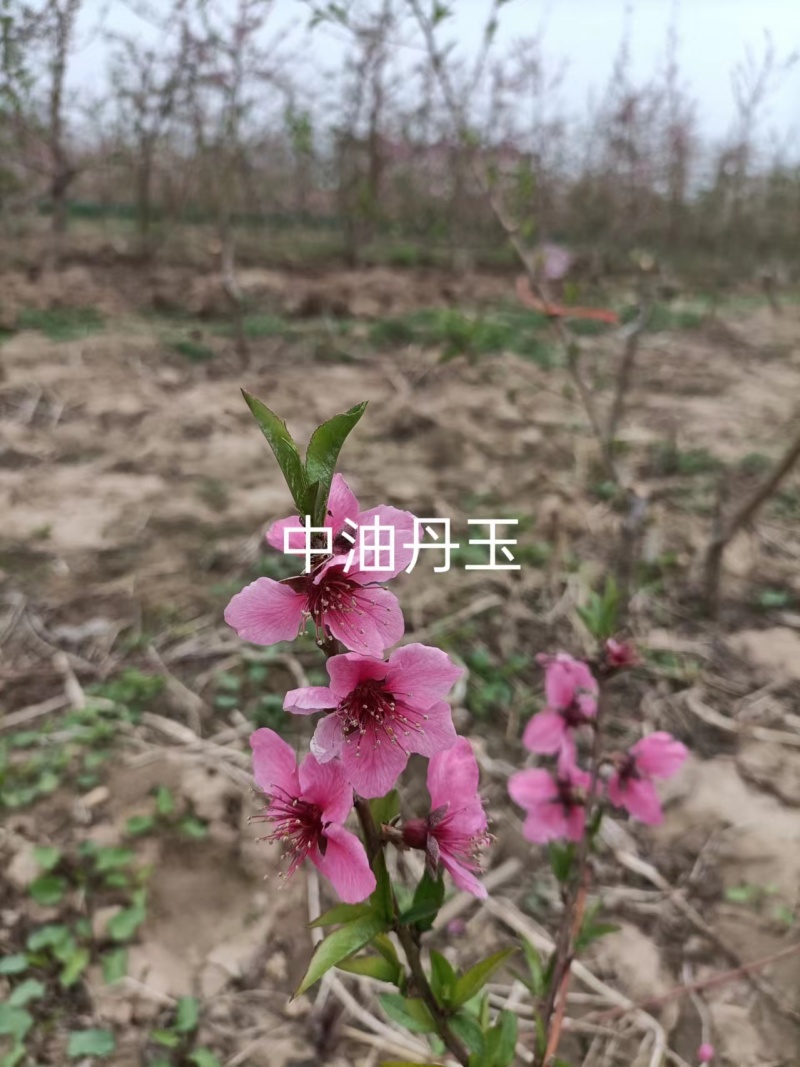 桃树苗，中油丹玉基地供应50起批价格优惠欢迎咨询采购