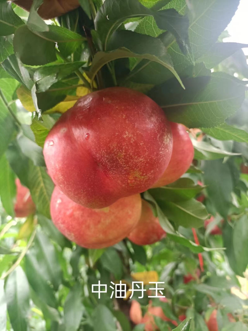 桃树苗，中油丹玉基地供应50起批价格优惠欢迎咨询采购