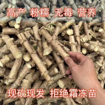 木薯种苗木薯种子基地自销大量有货品质保障欢迎咨询