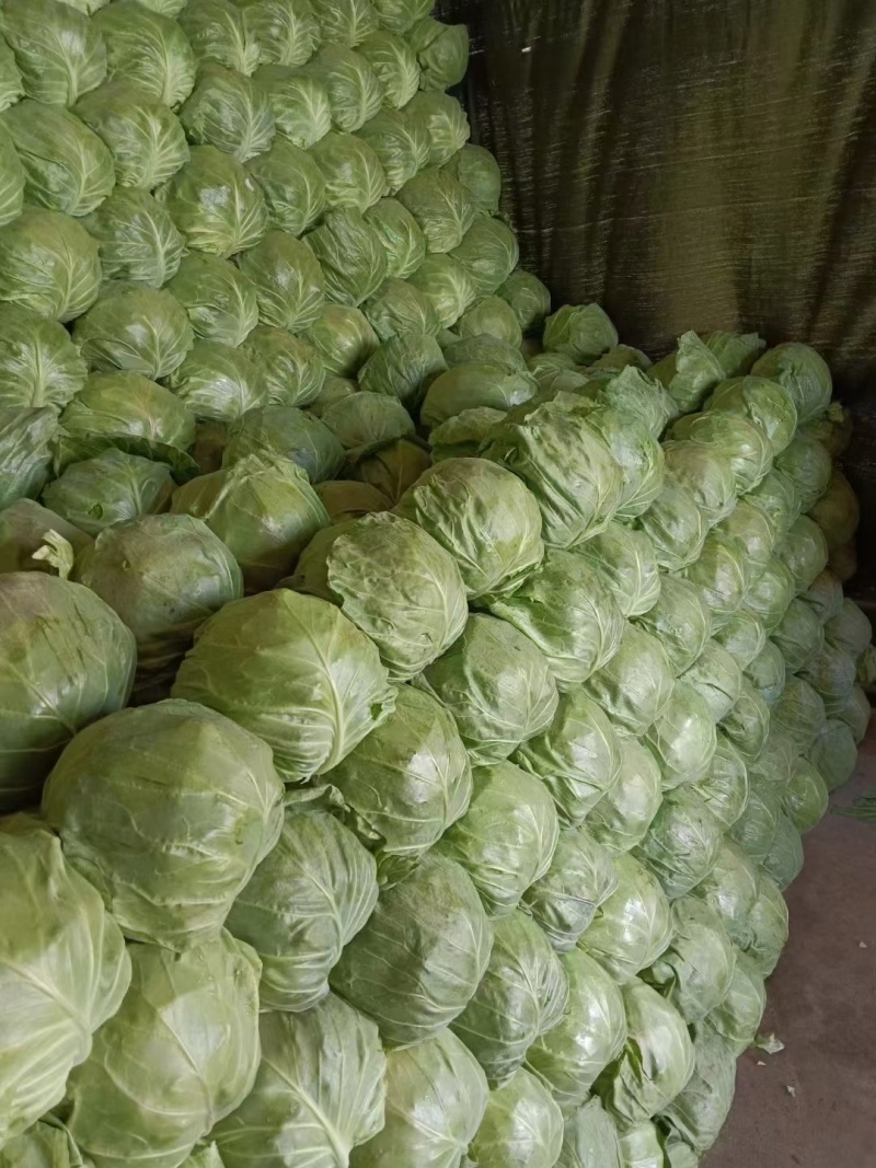 【精品】包菜甘蓝大量供应全国可发货欢迎各位老板咨询