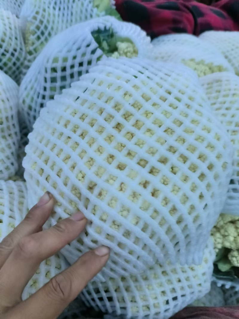 松花菜大量上市产地直发一手货源可视频看货