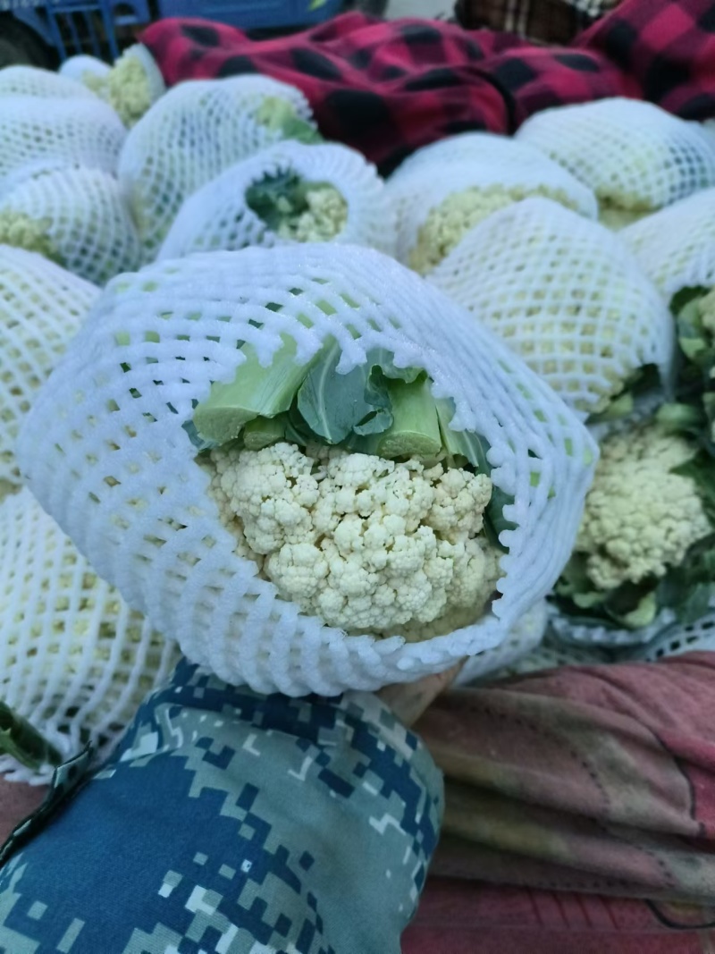 松花菜大量上市产地直发一手货源可视频看货