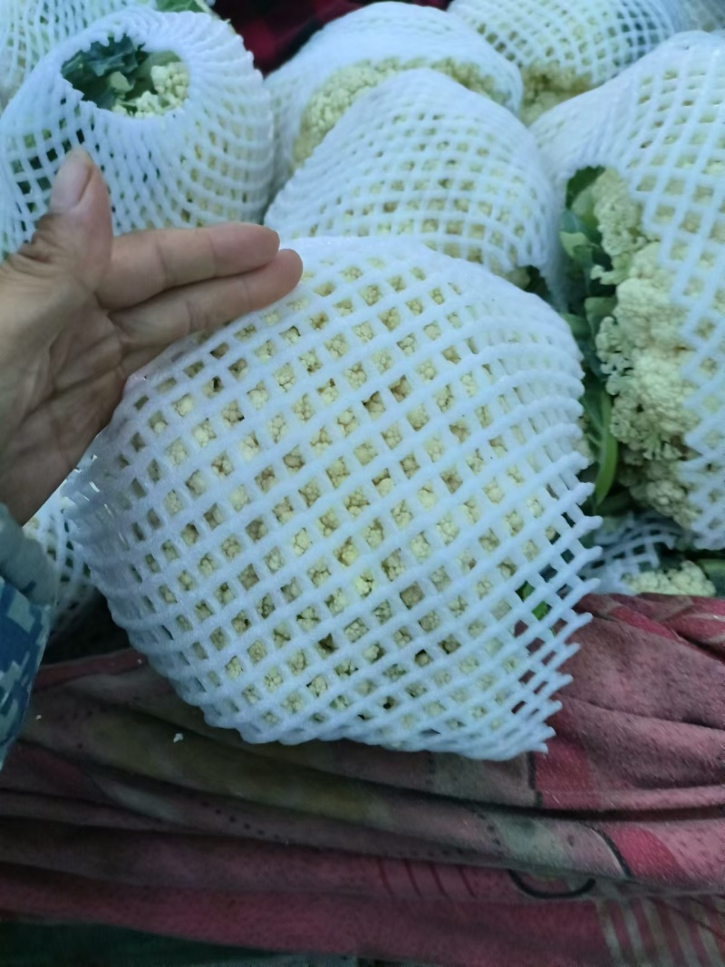 松花菜大量上市产地直发一手货源可视频看货
