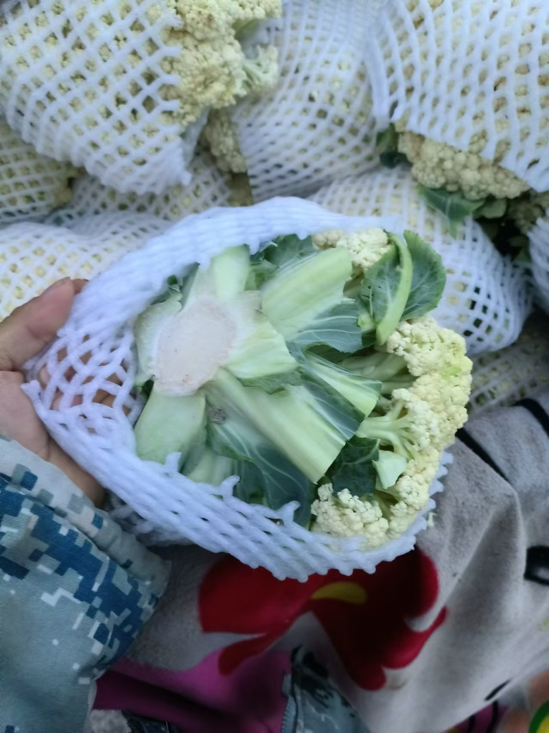 松花菜大量上市产地直发一手货源可视频看货