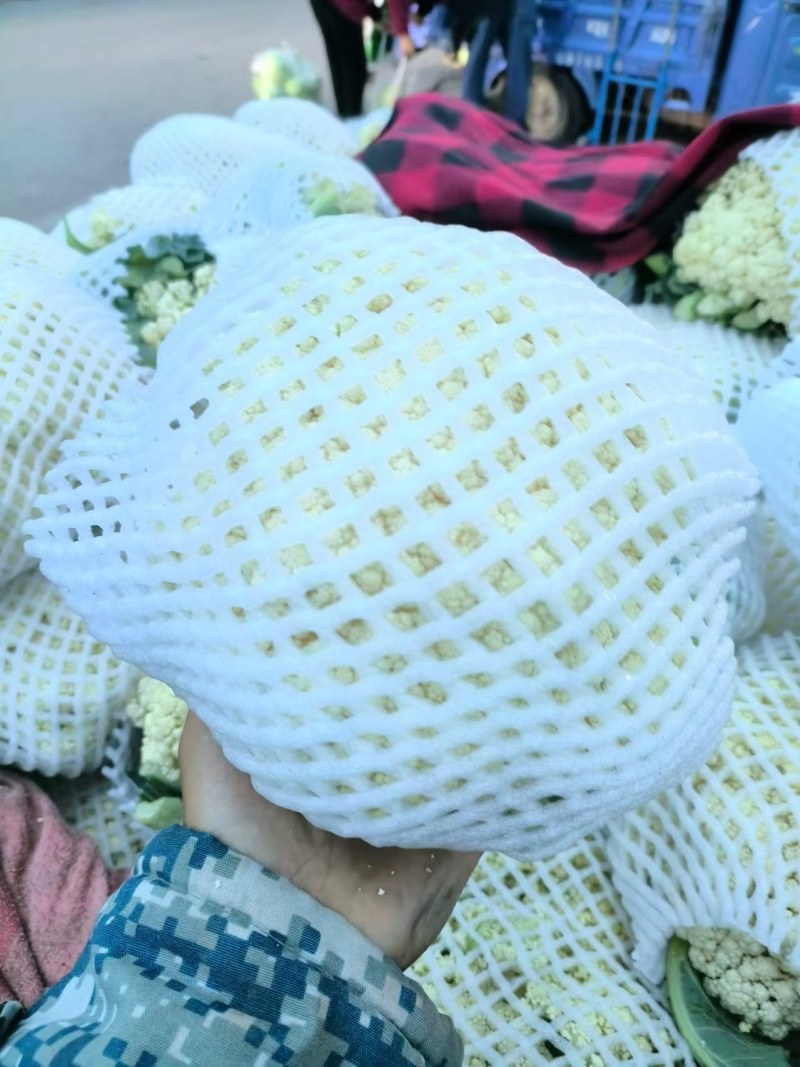 松花菜大量上市产地直发一手货源可视频看货
