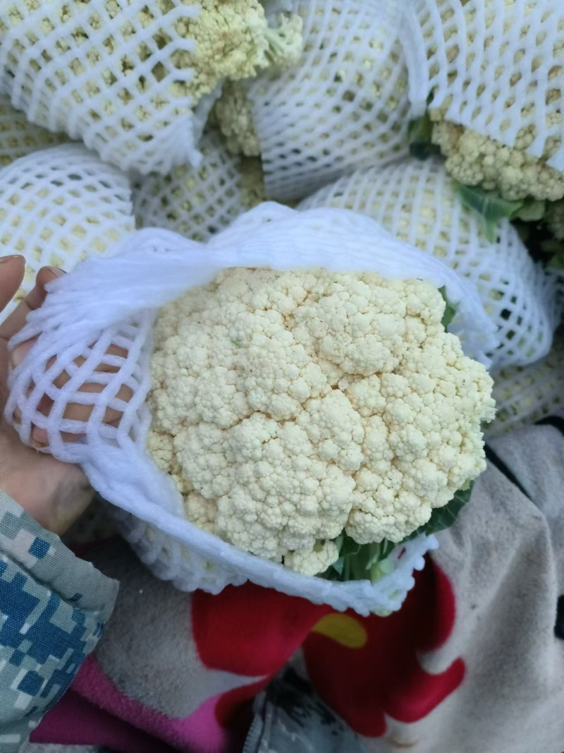 松花菜大量上市产地直发一手货源可视频看货