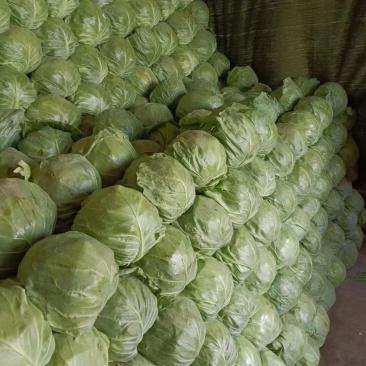 甘蓝圆包菜铁头包菜大量供应欢迎各位老板咨询