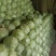 甘蓝圆包菜铁头包菜大量供应欢迎各位老板咨询