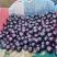 硕园黑宝精品黑宝茄子品质保证诚信经营可对接商超