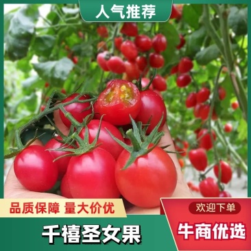千禧圣女果、靓贝、贝多芬小番茄电商，团购，批发市场